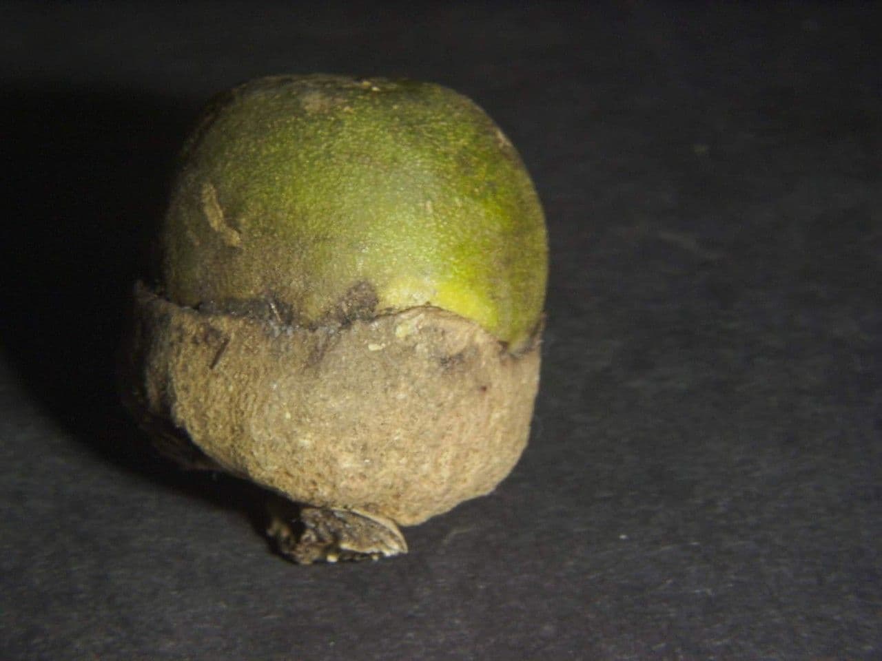 Aegiphila quararibea 4