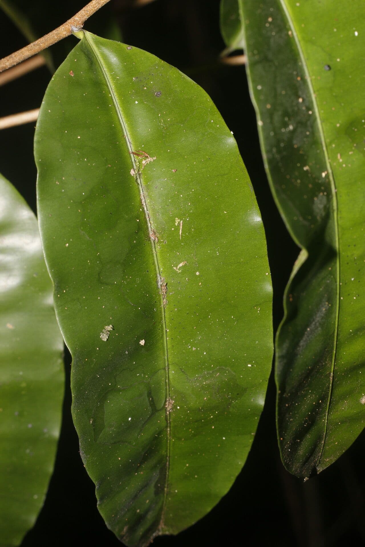 Elvasia 6