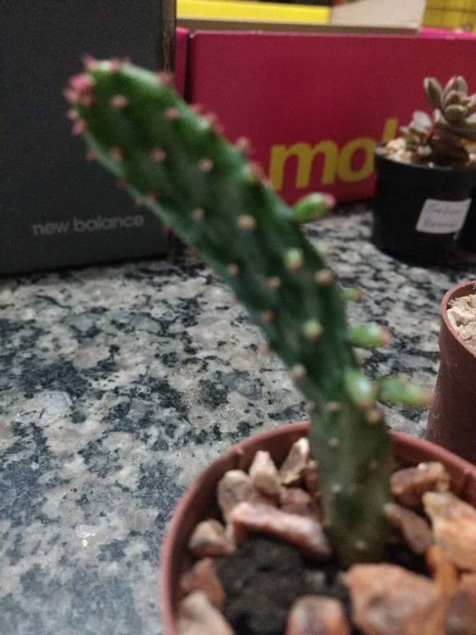 Opuntia a tre spine 14