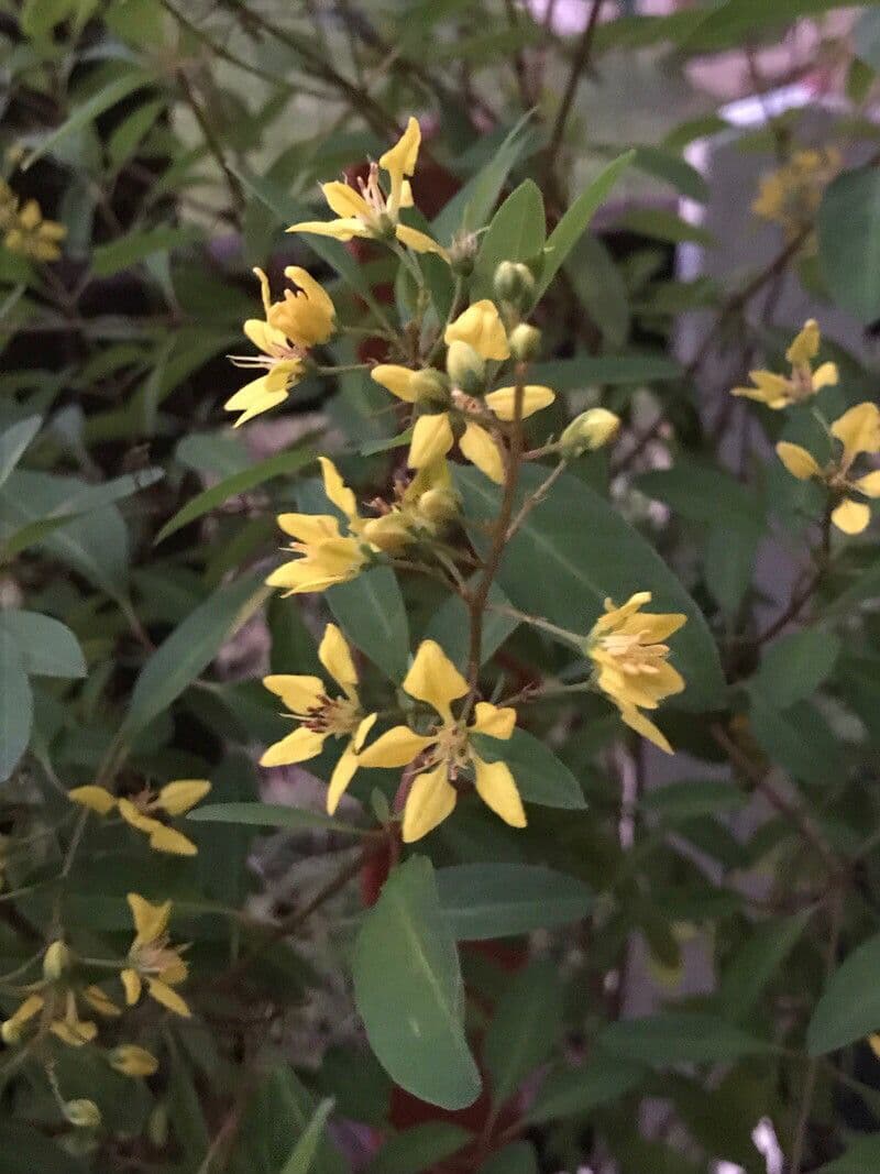 Galphimia gracile