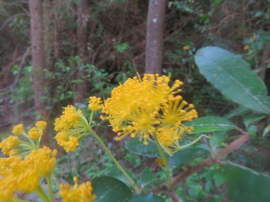 Azara dentata 2