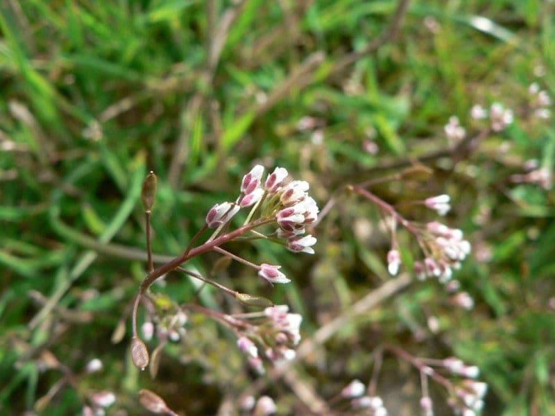 Draba murale 9