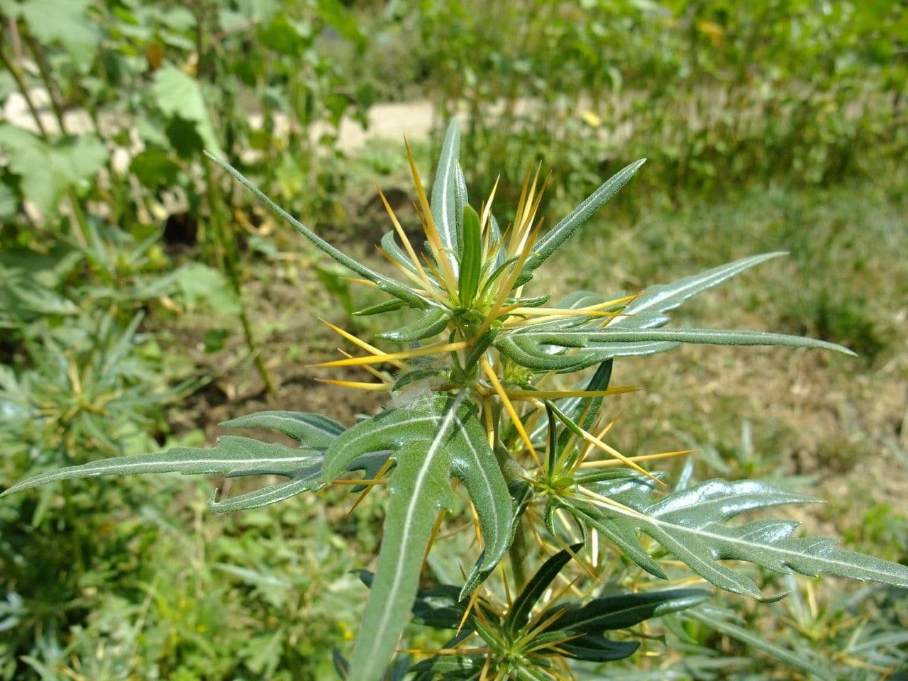 Lappola spinosa 27