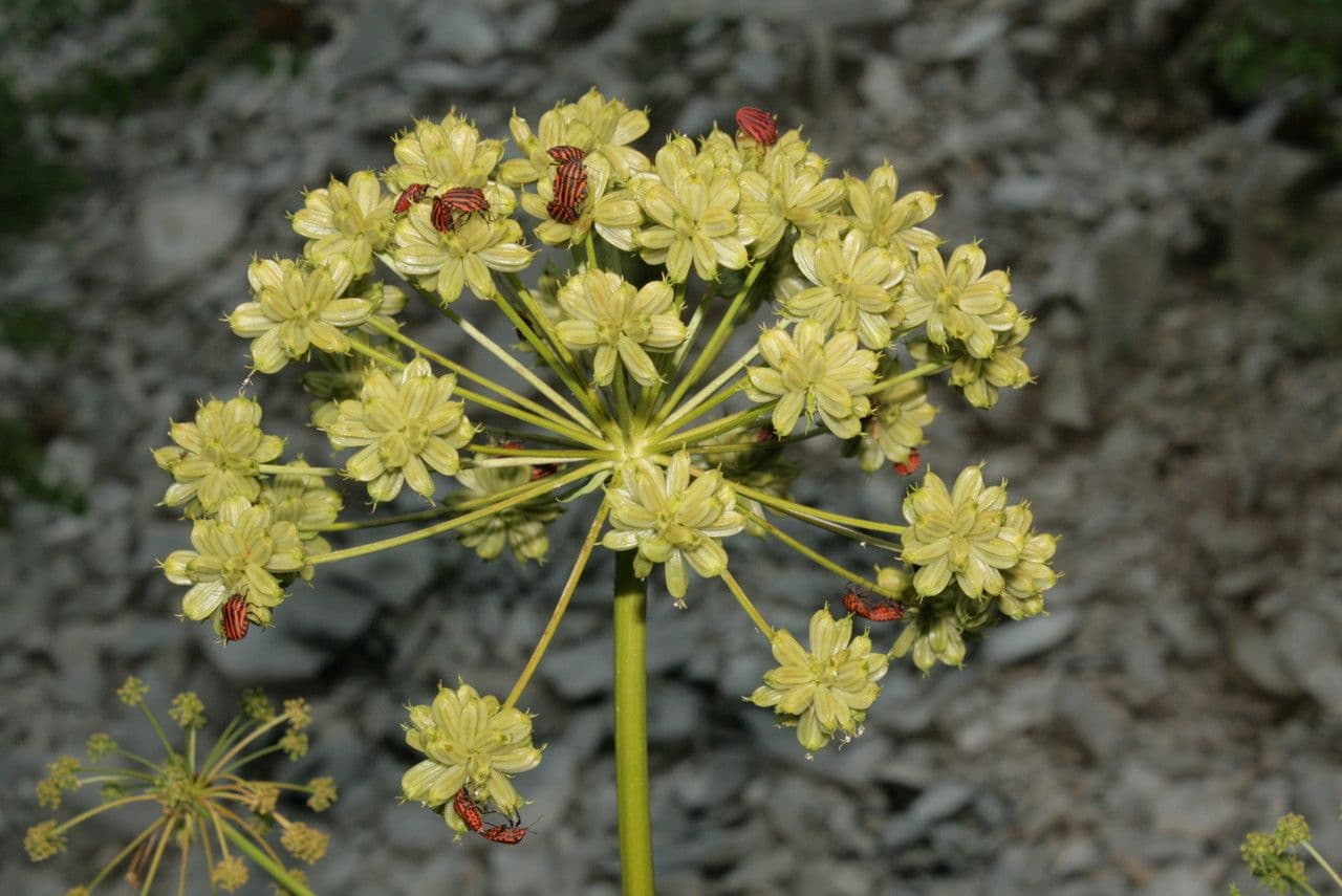 Molopospermum 2