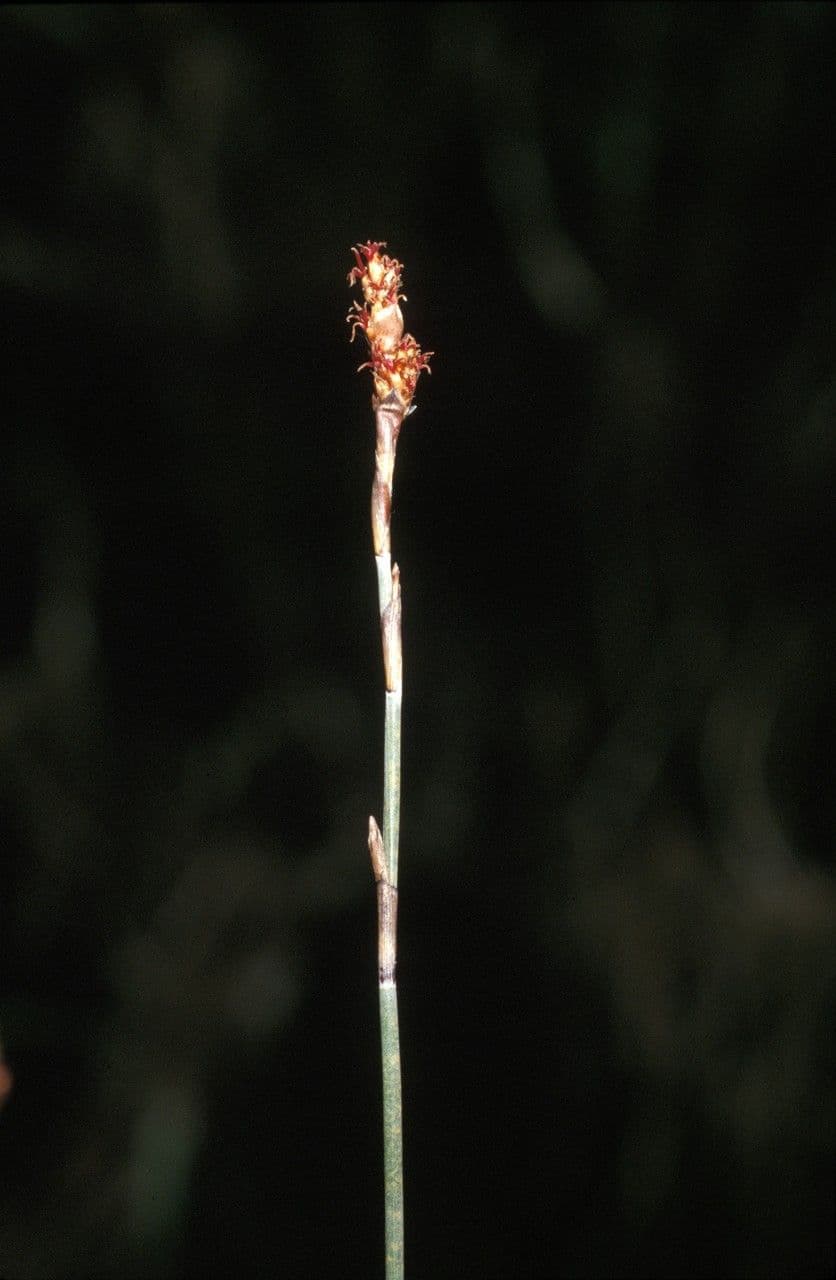 Apodasmia