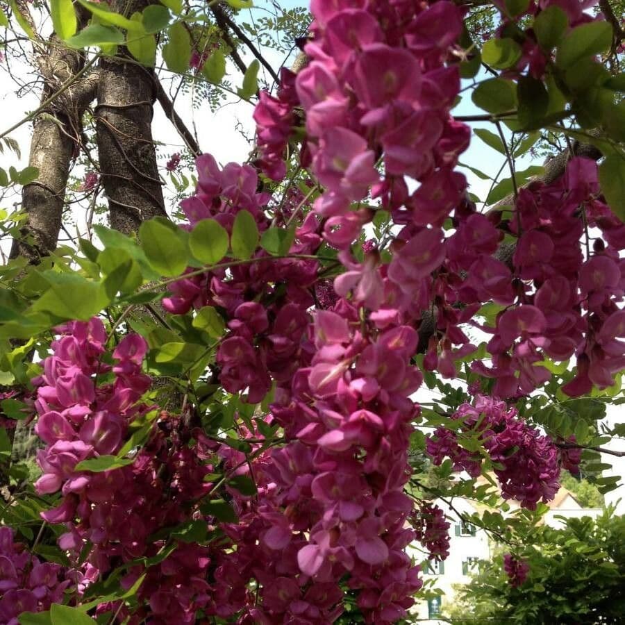 Robinia ispida 7