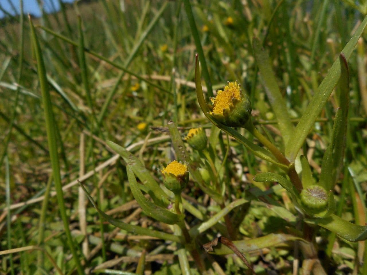 Lasthenia glabra 6