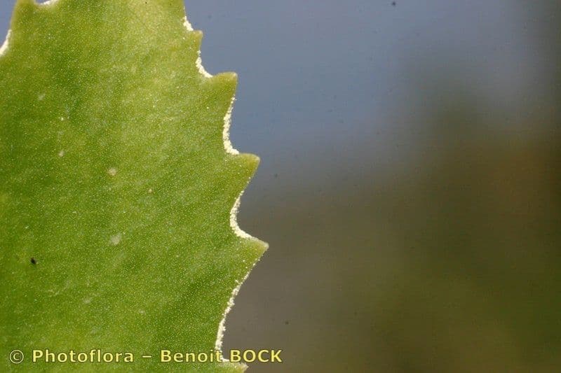 Primula farinosa 24