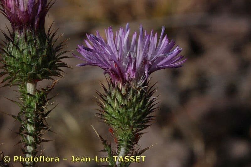 Vielstacheliger Distel