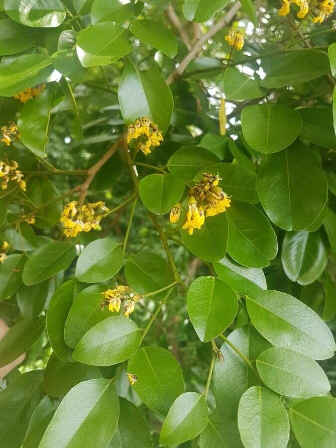 Pterocarpus 18