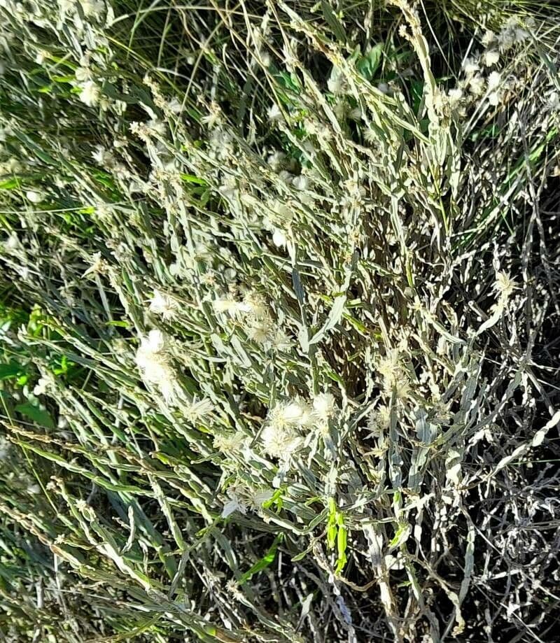 Baccharis trimera 14