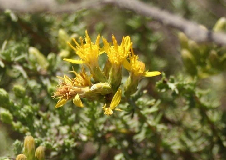 Ericameria ericoides 4
