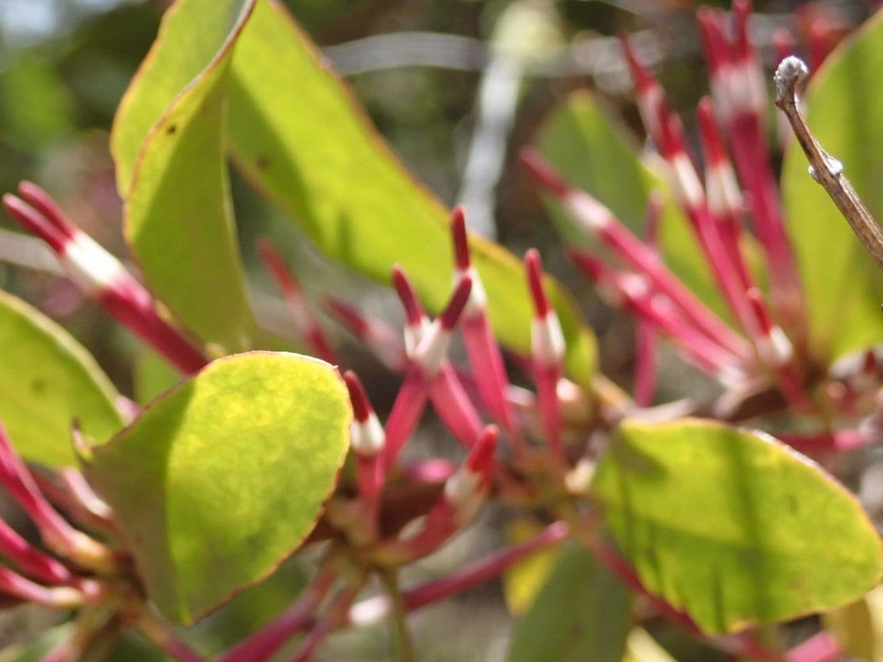 Agelanthus