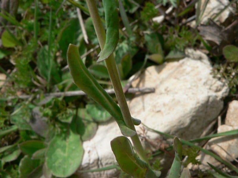 Myagrum perfoliatum 25