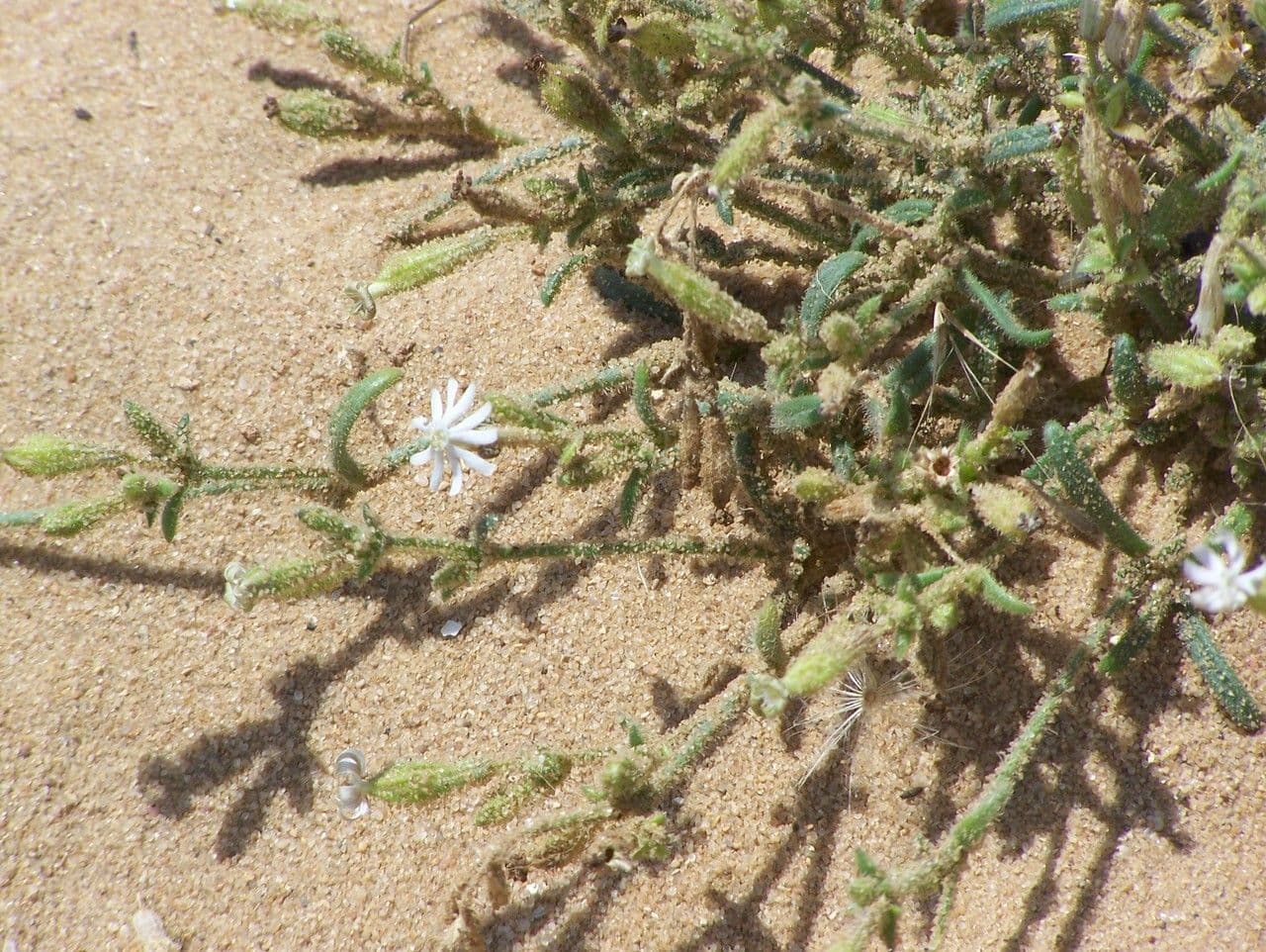Silene 11