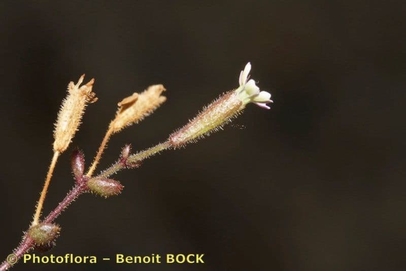 Silene sedoides