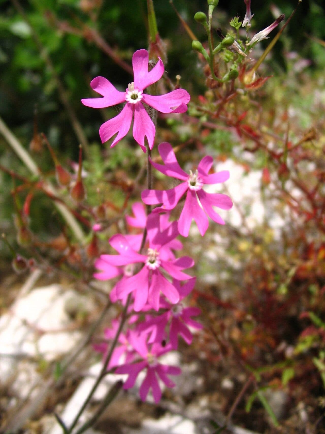 Silene 6