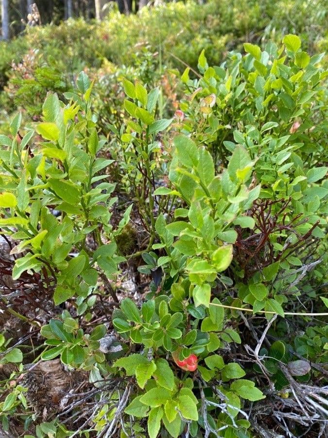 Borówka brusznica 12