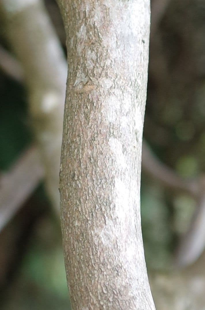 Rododendro 14