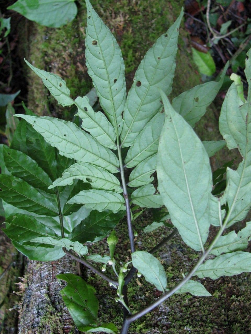 Solanum trizygum 4