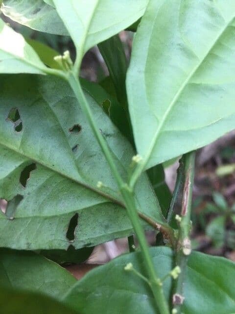 Crossopetalum 6