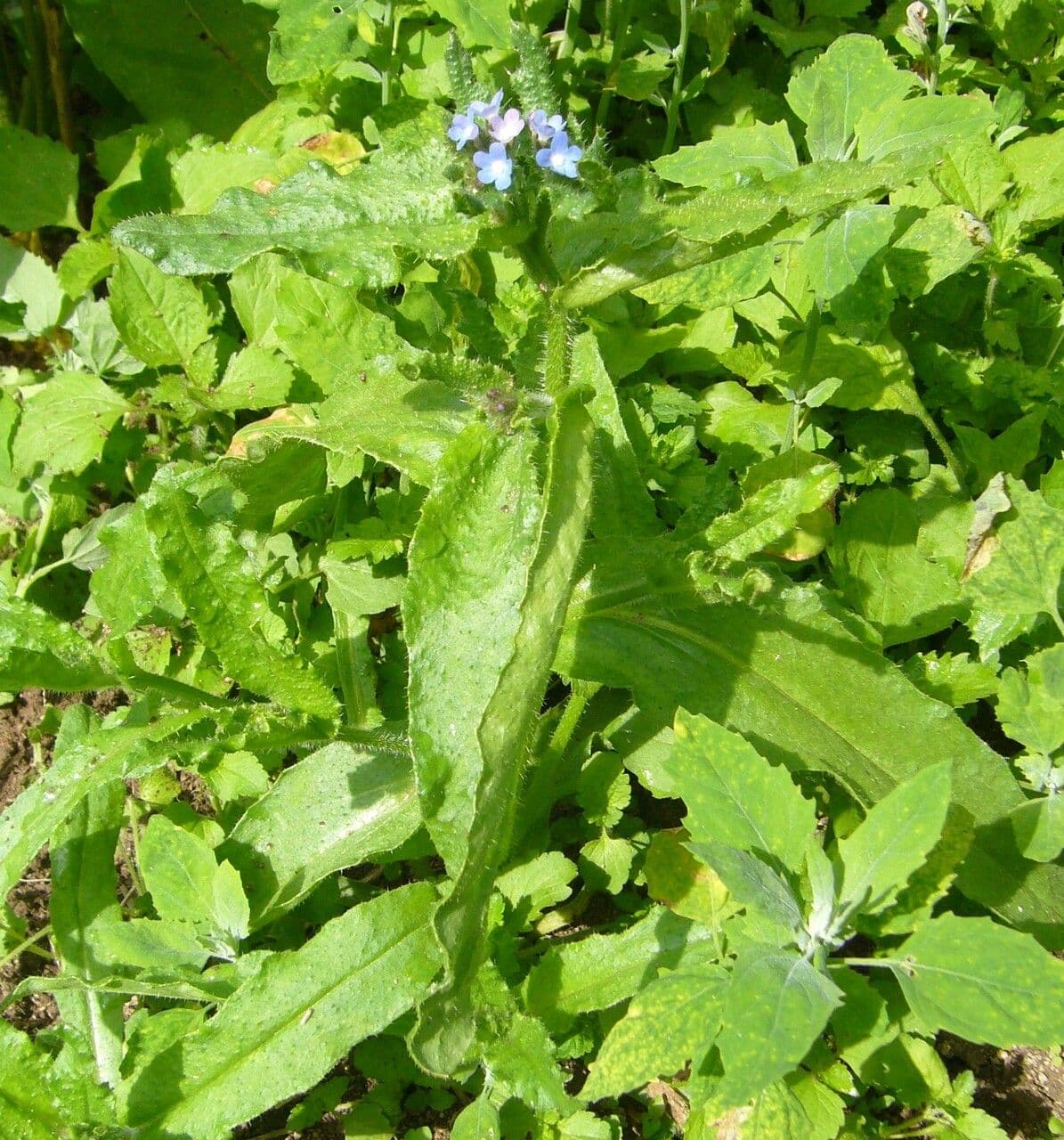 Buglossa selvatica 7