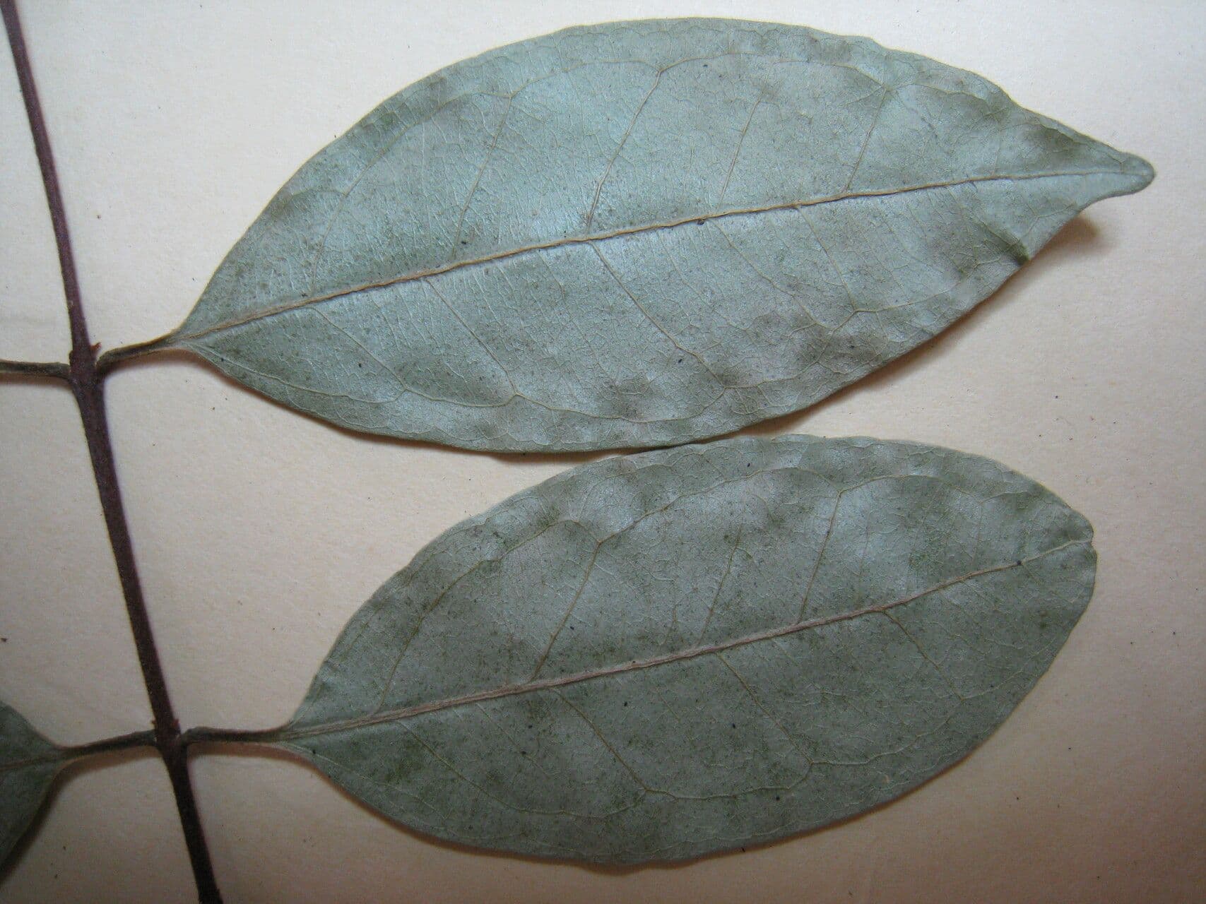 Eugenia patrisii 7