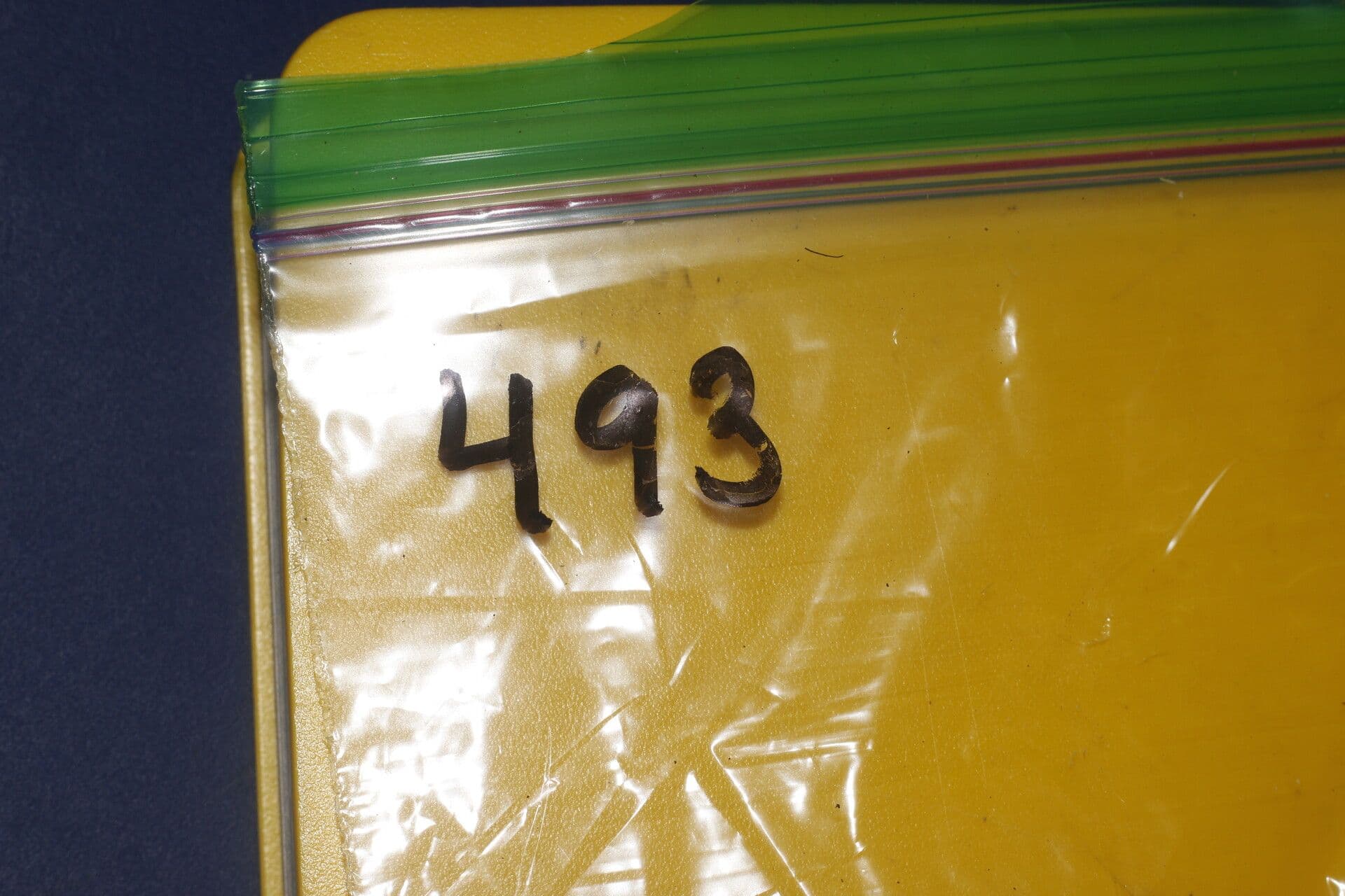 Ocotea 3