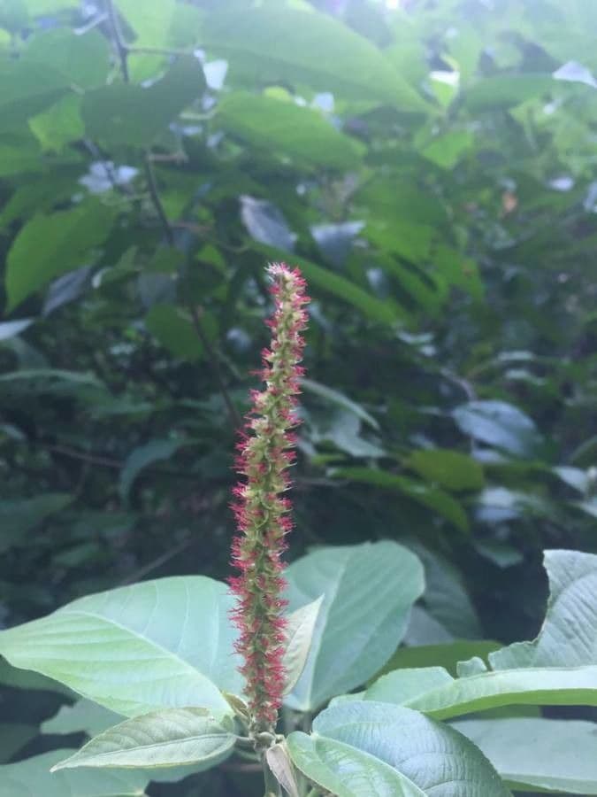 Acalypha a spiga grande 6
