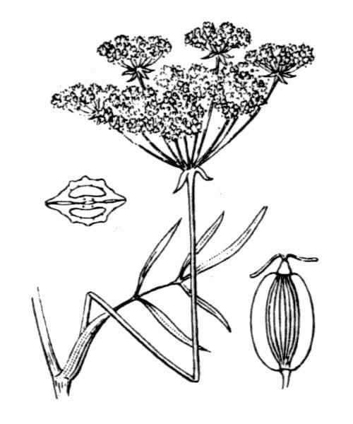 Peucedano gallico 24