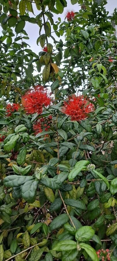 Combretum 4