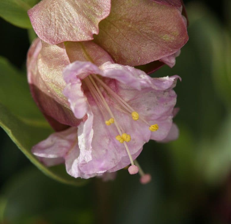 Mirabilis alata 5