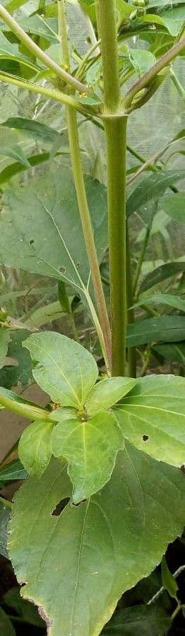 Synedrella nodiflora 21