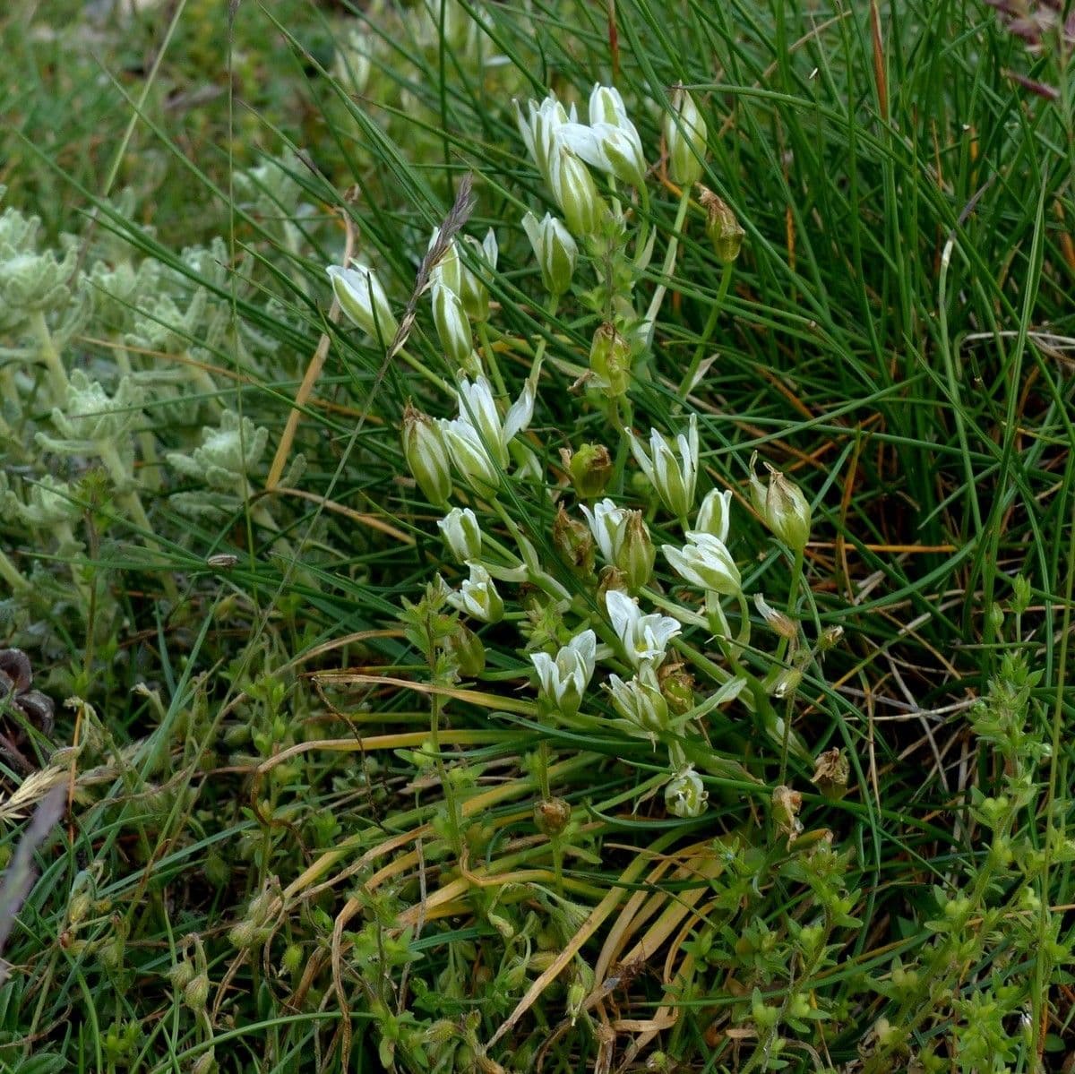 Ornithogalum 10
