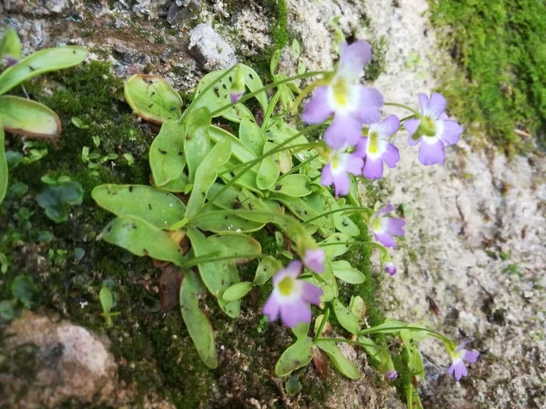 Erba unta a fiore peloso