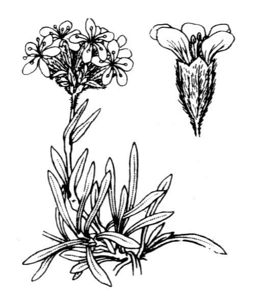 Saponaria gialla 19