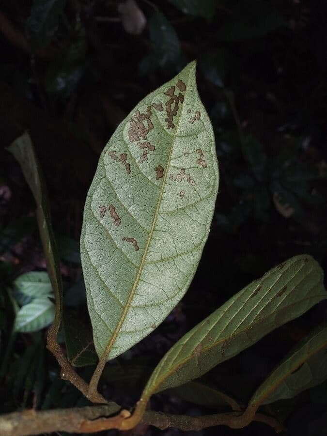 Ambotay 3