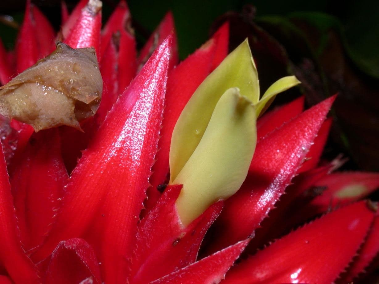 Aechmea 3