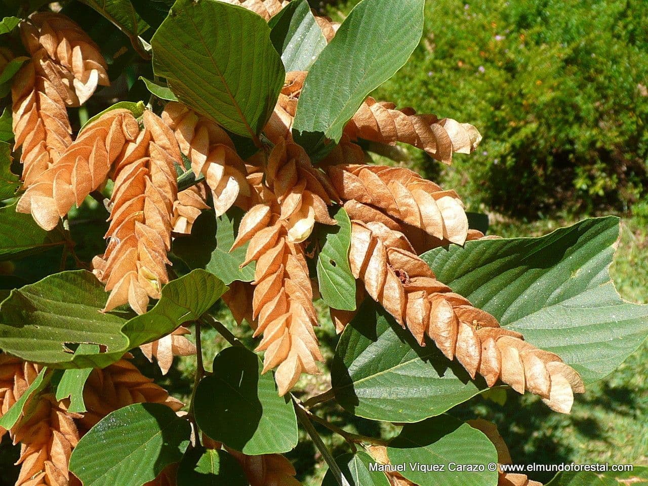 Flemingia strobilifera