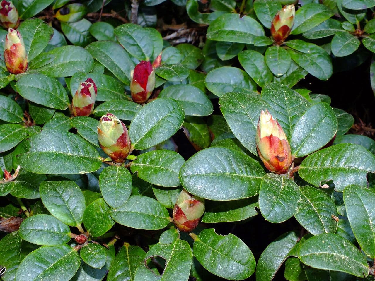 Rododendro dorato 5