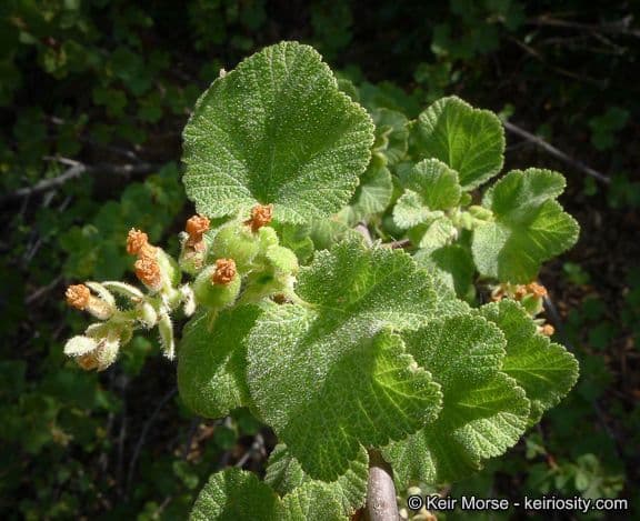Ribes senza odore 10
