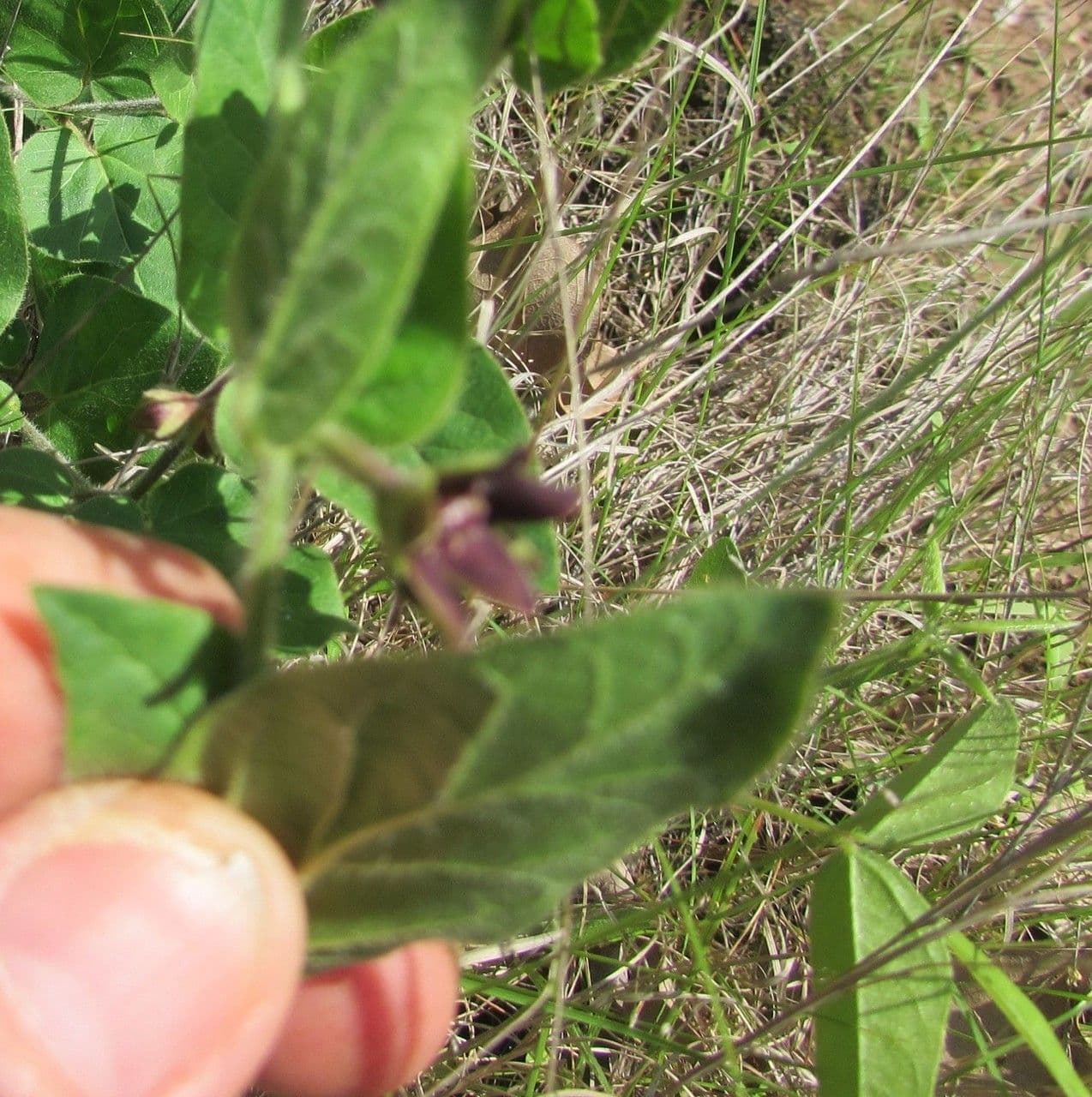 Matelea biflora 18