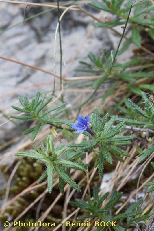 Glandora diffusa 19