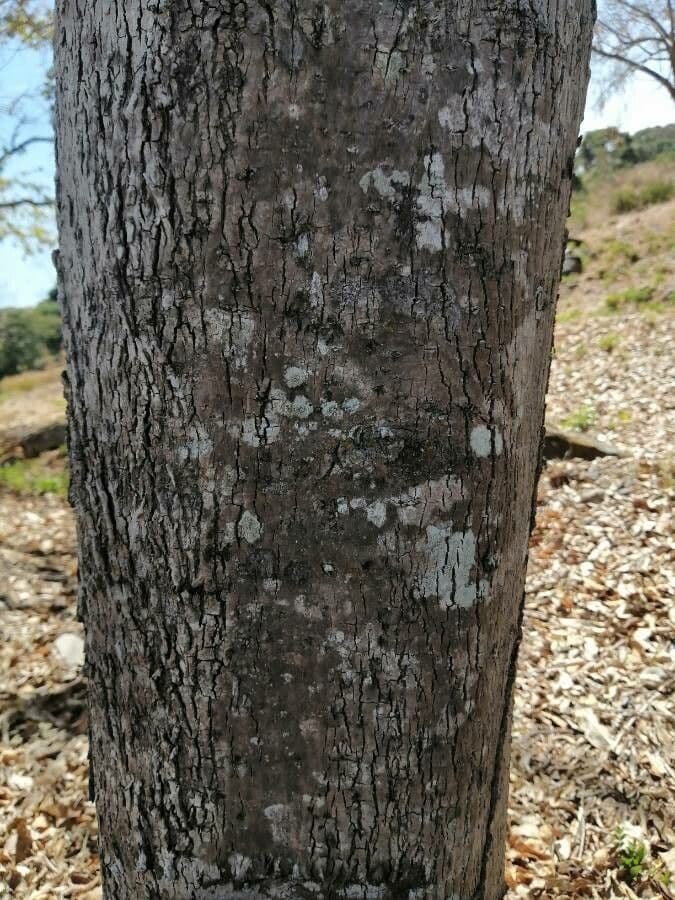 Cordia gerascanthus 9