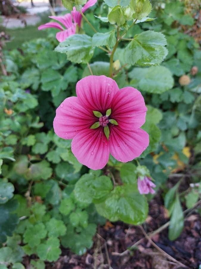 Malope 2