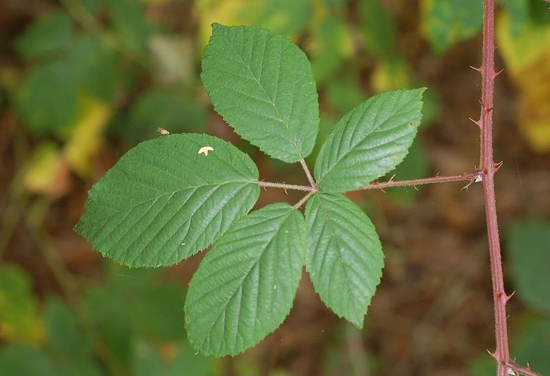 Rovo gracile 5