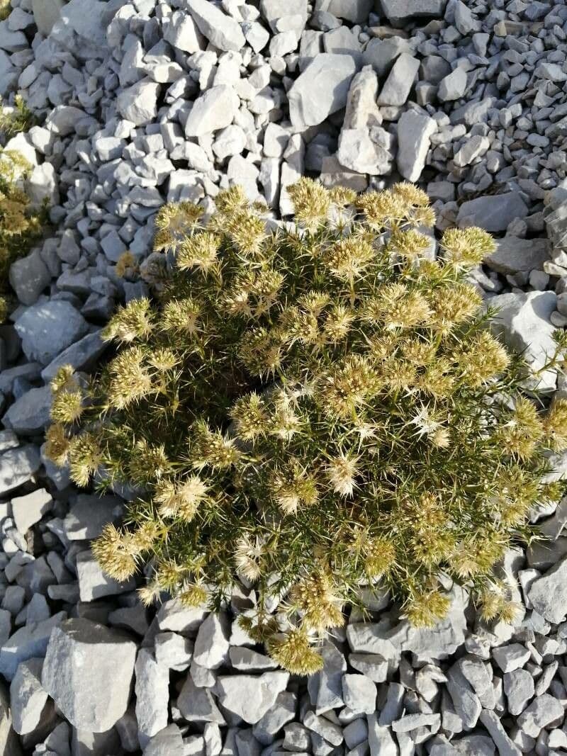 Drypis spinosa 9