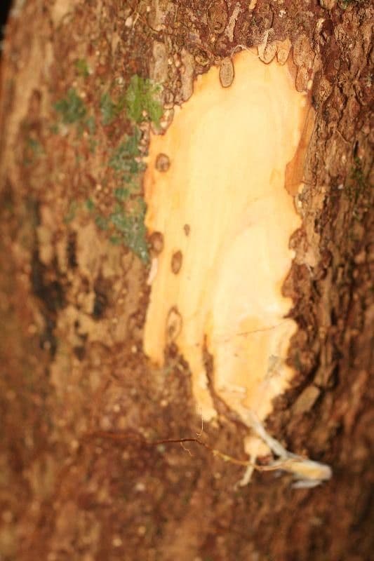 Eschweilera 8