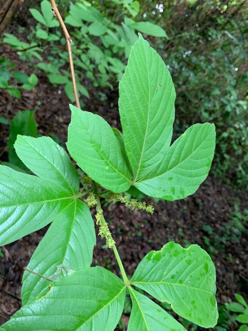 Allophylus racemoso 4