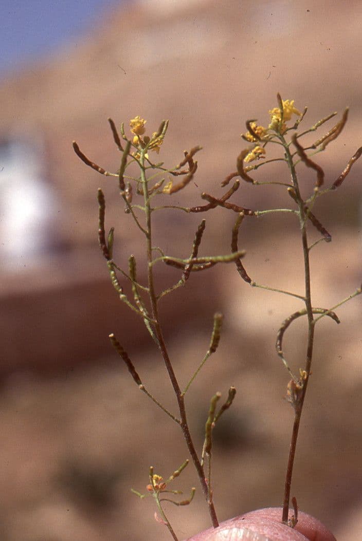 Nasturtiopsis